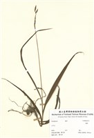 藏品(蘭科)的圖片